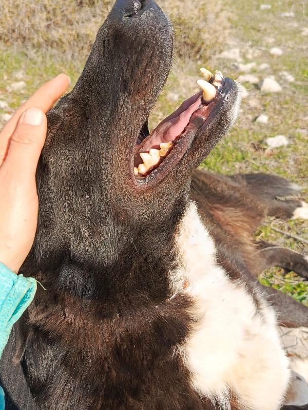 Windy, splendida simil Labrador Foto 2